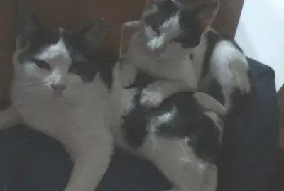 LOS MICHIS DE MI MAMA