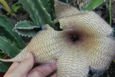 STAPELIA GIGANTEA