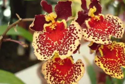 OrquÃ­dea  Oncidium variegatium