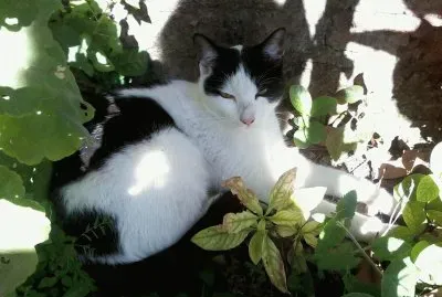 MICHI DURMIENDO LA SIESTA