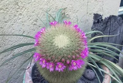 CORONITA DE MAMMILLARIA