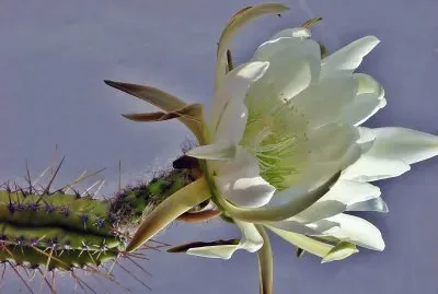 FLOR REYNA DE LA NOCHE 2 jigsaw puzzle