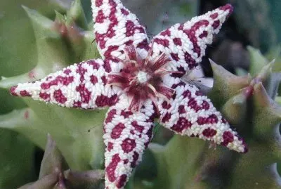 FLOR DE HUERNIA 3