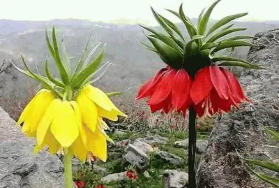 FLORES EXOTICAS jigsaw puzzle