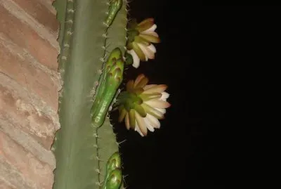 CEREUS PERUVIANUS FLORECIDO