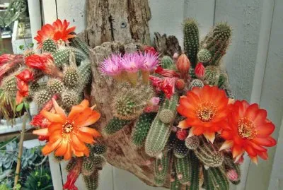 CHAMACEREUS  VS FLORECIDOS