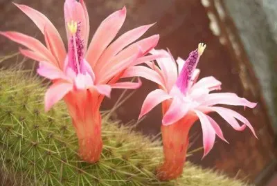 CACTUS SERPIENTE FLORECIDO jigsaw puzzle