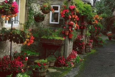 flores