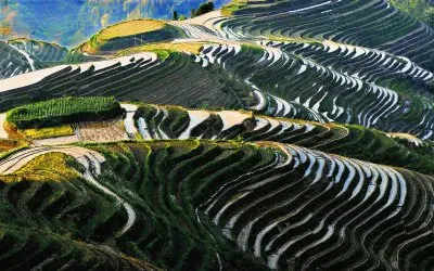 Rice Fields
