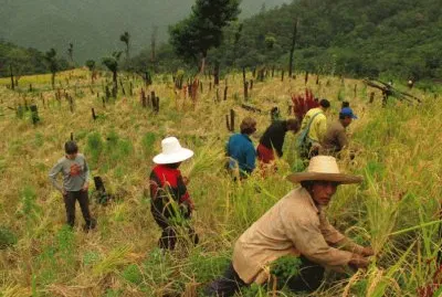 Rice Harvest