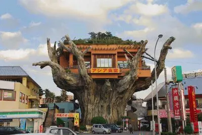 פאזל של Tree restaurant Okinawa  Japan