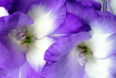 fleurs: glaieuls jigsaw puzzle