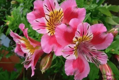 fleurs: alstomÃ©ria