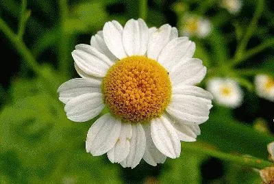 tanacetum jigsaw puzzle