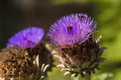 fleurs jigsaw puzzle