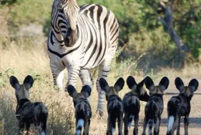 zebras