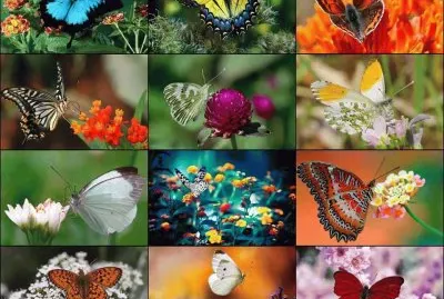 borboletas