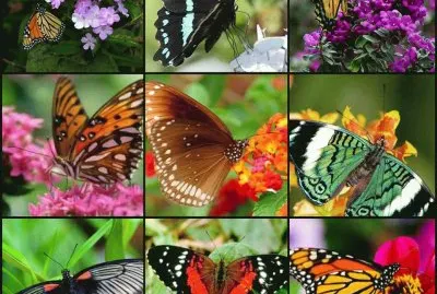 borboletas