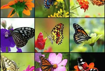 borboletas jigsaw puzzle