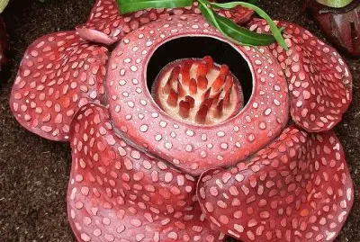 Rafflesia Arnoldii worlds largest Flower from Asia