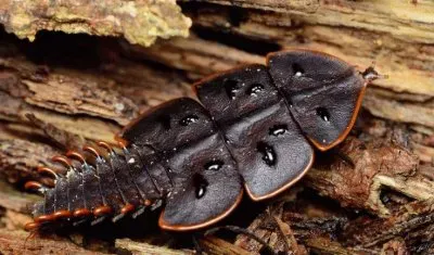 Trilobite Beetle ( Duliticola Hoiseni )  Asia