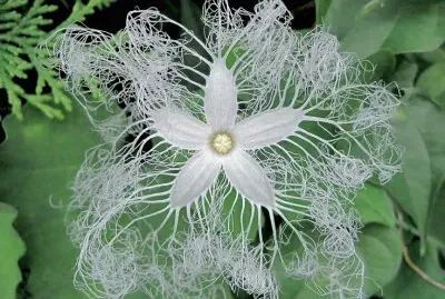 Serpent Gourd Flower (Trichosanthes Cucumerina )