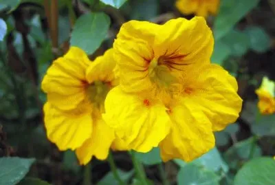 capucines jigsaw puzzle