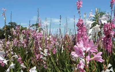 FLORES jigsaw puzzle