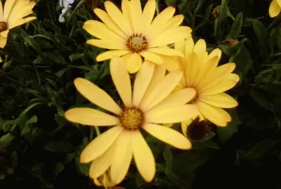 Flors