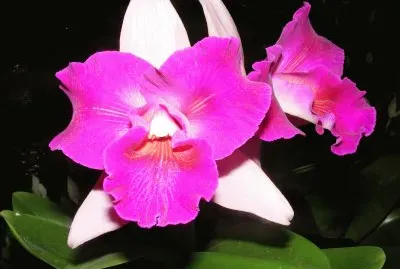 OrquÃ­dea jigsaw puzzle