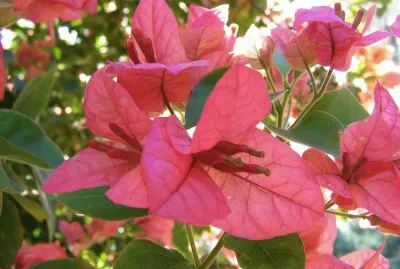 Bougainvillea
