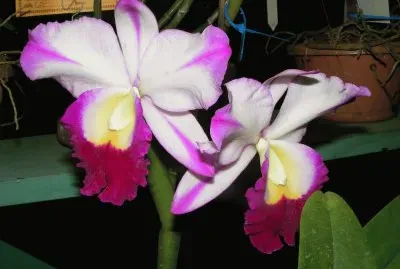 OrquÃ­dea jigsaw puzzle