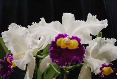 OrquÃ­dea jigsaw puzzle