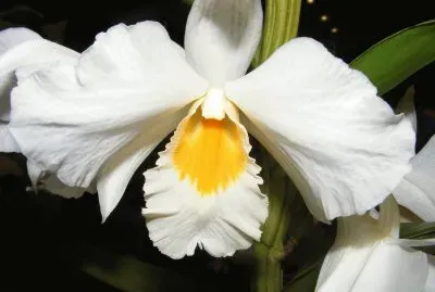 OrquÃ­dea jigsaw puzzle