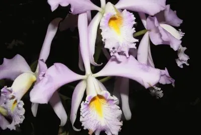 OrquÃ­dea jigsaw puzzle
