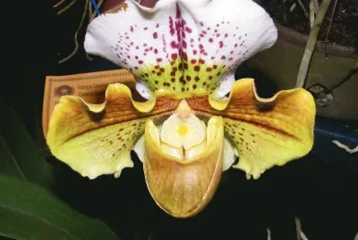 OrquÃ­dea jigsaw puzzle