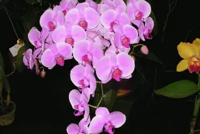 OrquÃ­dea jigsaw puzzle