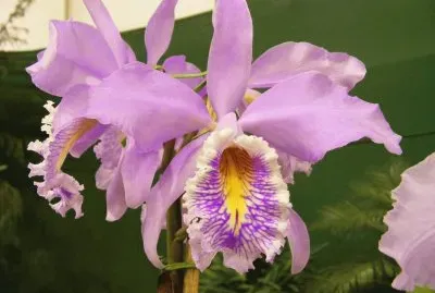 OrquÃ­dea jigsaw puzzle