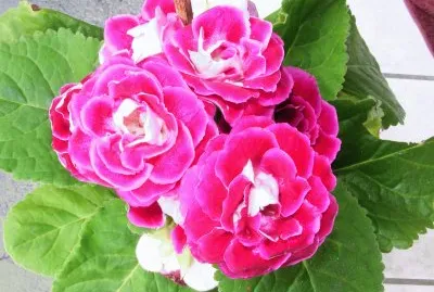 gloxÃ­nia jigsaw puzzle