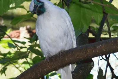 AracuÃ£ jigsaw puzzle