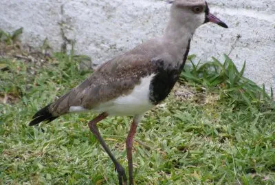 Quero-quero jigsaw puzzle