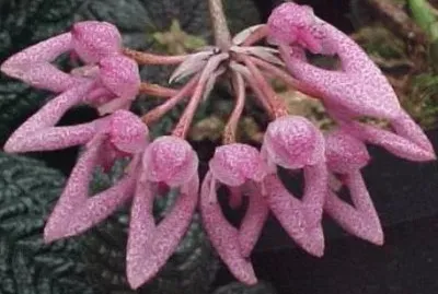 Bulbophyllum dentiferum