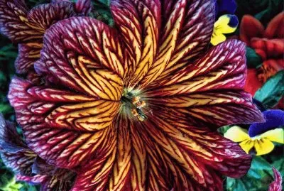 Salpiglossis jigsaw puzzle