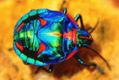 Cotton Harlequin Bug  Brasil