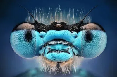 Macro insect Photography