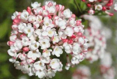 viburnum jigsaw puzzle