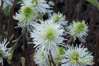 פאזל של forhergilla