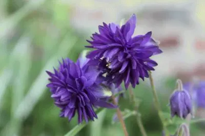 ancolie jigsaw puzzle