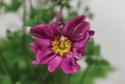 anemone jigsaw puzzle