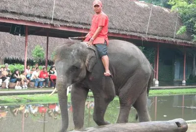 TRAVAIL DES ELEPHANTS